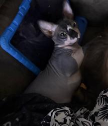 Reunited Male Cat last seen Chestnut and Belmont , Fresno, CA 93727