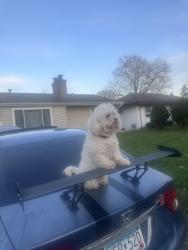 Lost Male Dog last seen Lado parque, Minneapolis, MN 55421