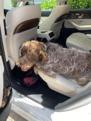 Reunited Male Dog last seen Donald Ross bridge. Climbed up from the intracoastal into our backyard at Frenchman’s Harbor, Juno Beach, FL 33408