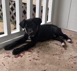 Found/Stray Male Dog last seen Bogalusa county club, Bogalusa, LA 70427