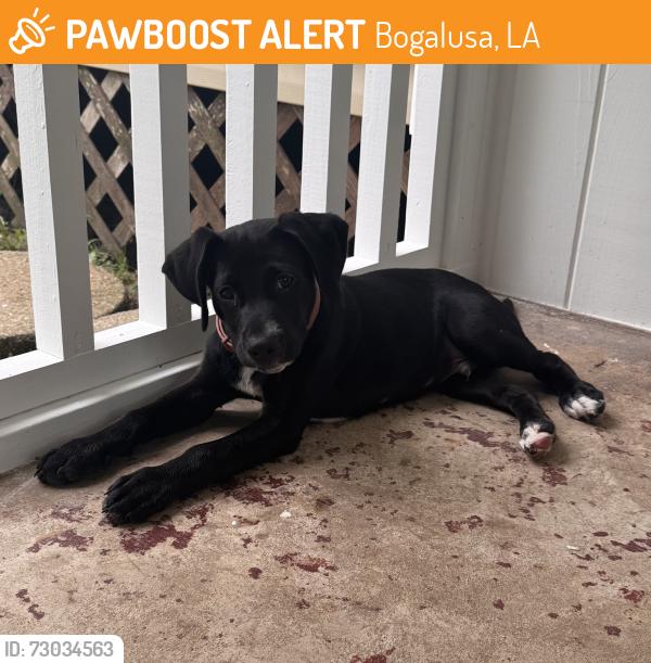 Found/Stray Male Dog last seen Bogalusa county club, Bogalusa, LA 70427