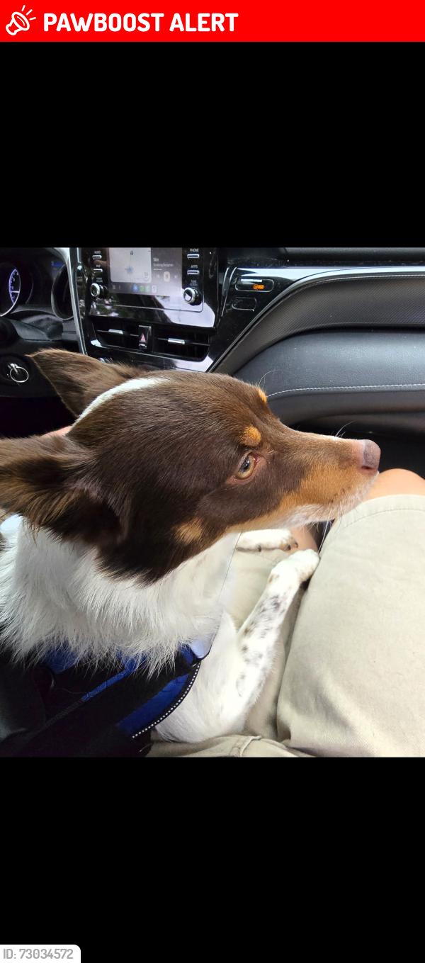 Lost Male Dog last seen N/A, Cumberland Furnace, TN 37051