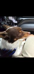 Lost Male Dog last seen N/A, Cumberland Furnace, TN 37051