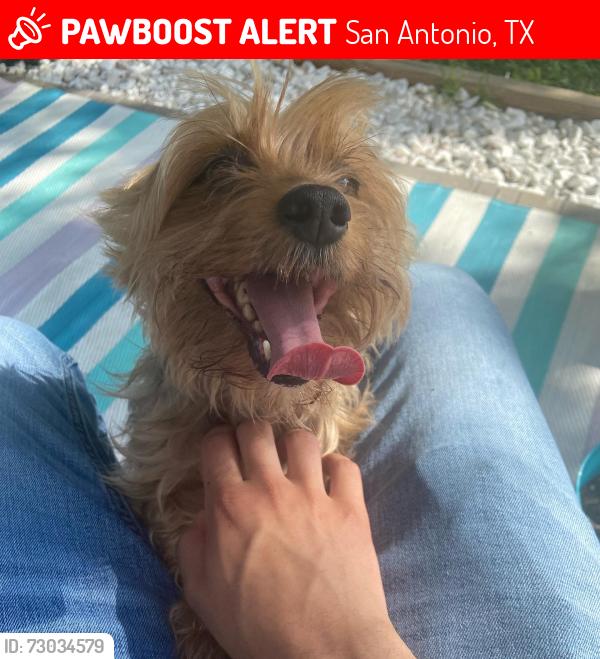 Lost Male Dog last seen gillcross way or gambier st , San Antonio, TX 78250