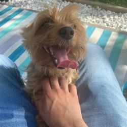 Lost Male Dog last seen gillcross way or gambier st , San Antonio, TX 78250