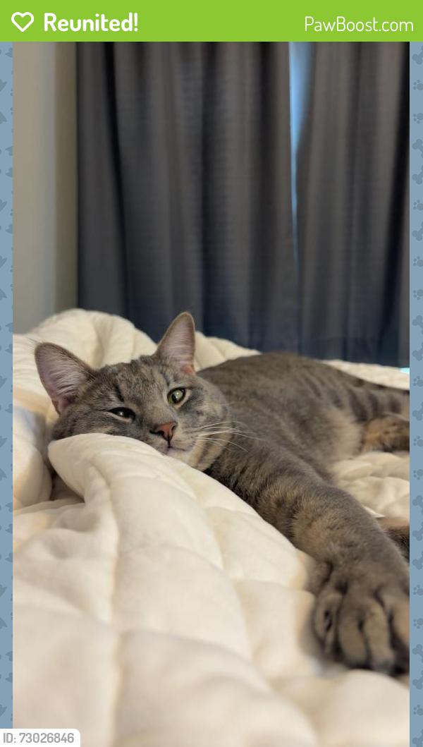 Reunited Male Cat last seen blazing star trail, Castle Rock, CO 80109