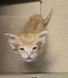 Shelter Stray Male Cat last seen Near n loop dr, Socorro, TX, 5001 Fred Wilson Ave, El Paso, TX 79906, USA