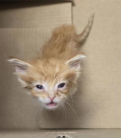 Shelter Stray Male Cat last seen Near n loop dr, Socorro, TX, 5001 Fred Wilson Ave, El Paso, TX 79906, USA