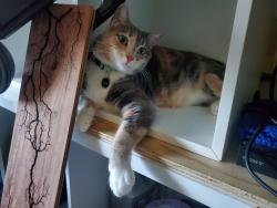 Lost Female Cat last seen 20th and Vermont St (Potrero Hill/McKinley Square), San Francisco, CA 94107