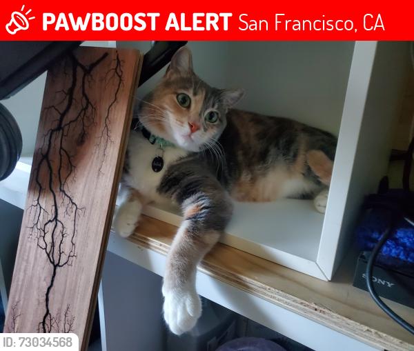 Lost Female Cat last seen 20th and Vermont St (Potrero Hill/McKinley Square), San Francisco, CA 94107