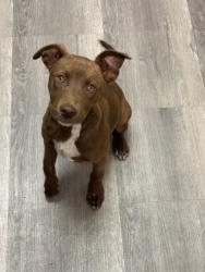 Shelter Stray Female Dog last seen , Outside Jurisdiction - Return, TX, 355 Hillshire Dr, Haslet, TX 76052, USA