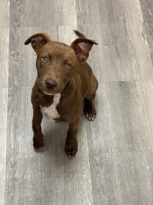 Shelter Stray Female Dog last seen , Outside Jurisdiction - Return, TX, 355 Hillshire Dr, Haslet, TX 76052, USA