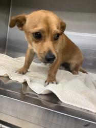 Shelter Stray Male Dog last seen Near martin st, East District, TX, 355 Hillshire Dr, Haslet, TX 76052, USA