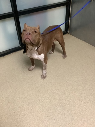 Shelter Stray Female Dog last seen Near Beach St., East District, TX, 355 Hillshire Dr, Haslet, TX 76052, USA