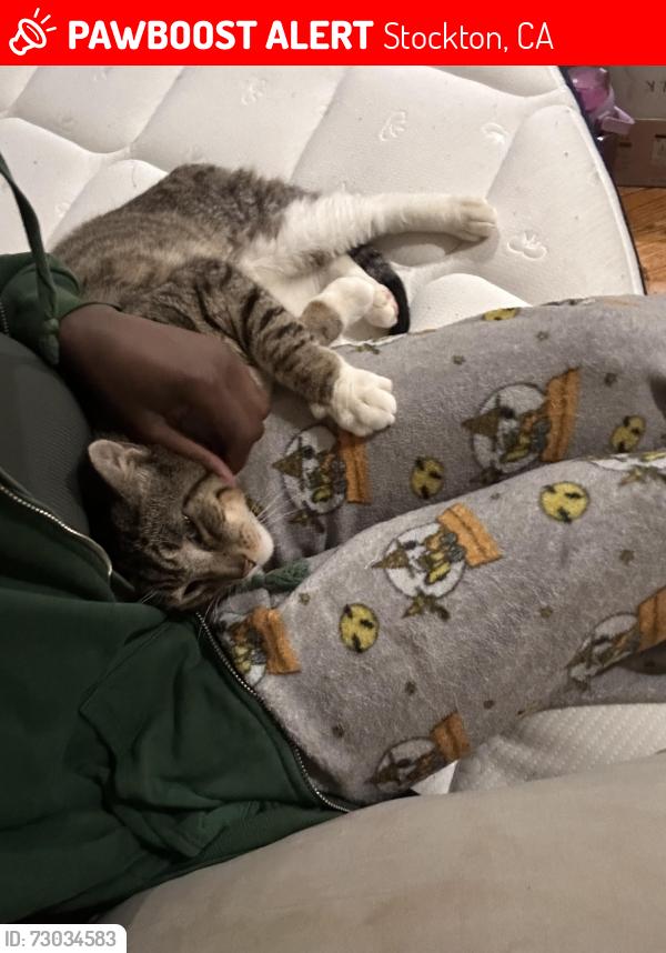 Lost Male Cat last seen Lands End Dr, Stockton, CA 95209