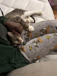 Lost Male Cat last seen Lands End Dr, Stockton, CA 95209
