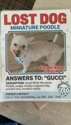 Lost Male Dog last seen Hueco tanks, El Paso, TX 79938