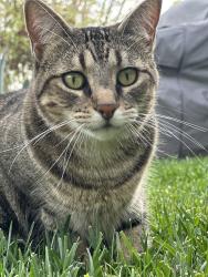 Lost Female Cat last seen Windsor and Woodlake , Encinitas, CA 92007