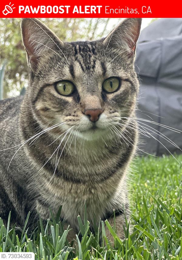 Lost Female Cat last seen Windsor and Woodlake , Encinitas, CA 92007