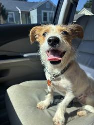 Found/Stray Male Dog last seen Cherrydale elementary, Greenville, SC 29609