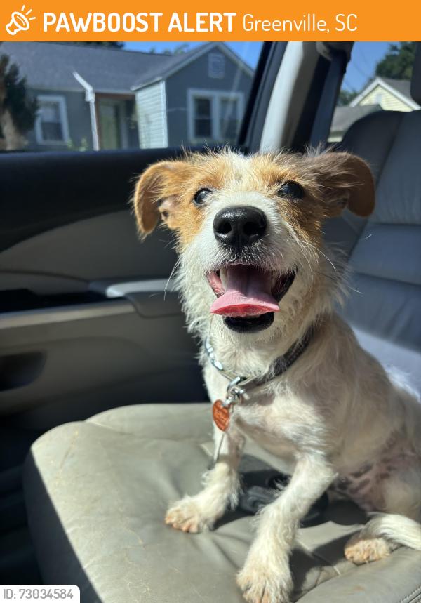 Found/Stray Male Dog last seen Cherrydale elementary, Greenville, SC 29609