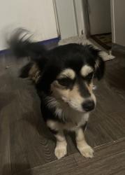 Lost Female Dog last seen Ruby Drive, Cumming GA, Forsyth County, GA 30028