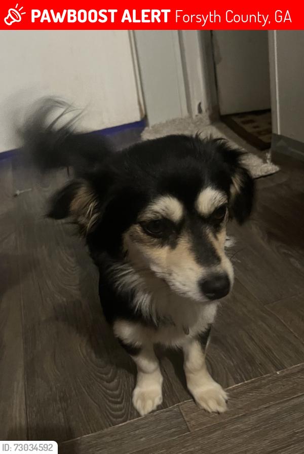 Lost Female Dog last seen Ruby Drive, Cumming GA, Forsyth County, GA 30028