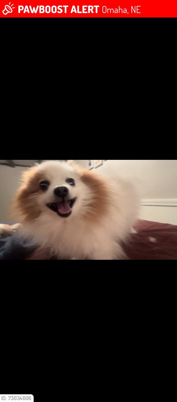 Lost Male Dog last seen Miami/40th st, Omaha, NE 68111