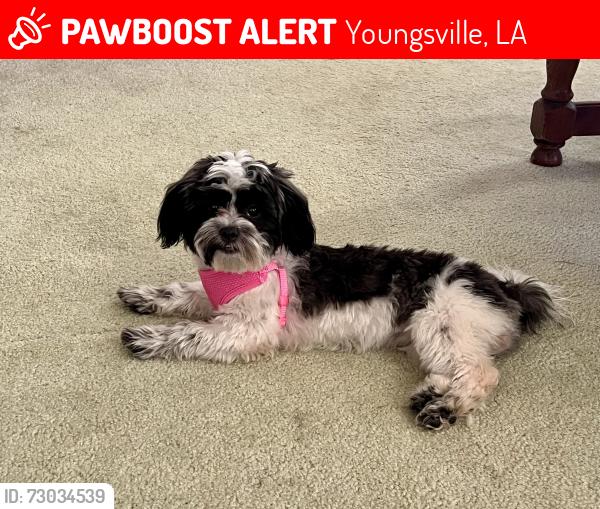 Lost Female Dog last seen Copper Meadow Blvd. & Youngsville Hwy., Youngsville, LA 70592