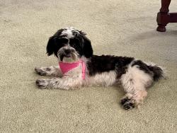 Lost Female Dog last seen Copper Meadow Blvd. & Youngsville Hwy., Youngsville, LA 70592