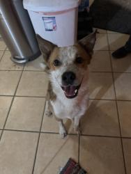 Found/Stray Male Dog last seen Lone mountain and allen , North Las Vegas, NV 89031