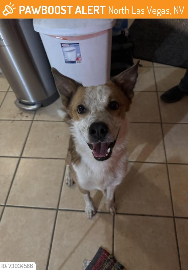 Found/Stray Male Dog last seen Lone mountain and allen , North Las Vegas, NV 89031
