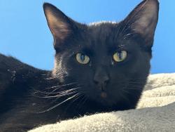 Lost Male Cat last seen El campo grande and Ferrell or el campo grande and Allen , North Las Vegas, NV 89031