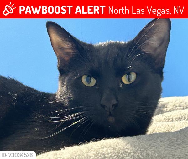 Lost Male Cat last seen El campo grande and Ferrell or el campo grande and Allen , North Las Vegas, NV 89031