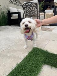 Found/Stray Female Dog last seen Sutters mill drive and gold rush , Carrollton, TX 75007