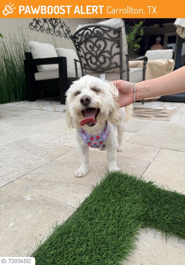 Found/Stray Female Dog last seen Sutters mill drive and gold rush , Carrollton, TX 75007