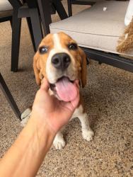 Found/Stray Male Dog last seen Victoria, Plano, TX 75075