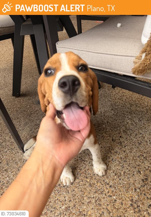 Found/Stray Male Dog last seen Victoria, Plano, TX 75075