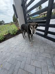 Found/Stray Male Dog last seen willowcreek ranch rd, Tomball, TX 77375