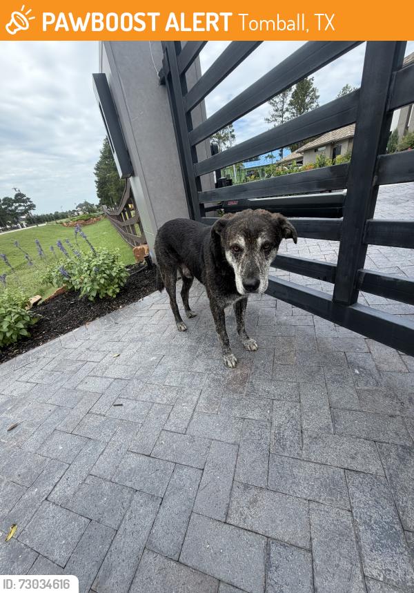 Found/Stray Male Dog last seen willowcreek ranch rd, Tomball, TX 77375