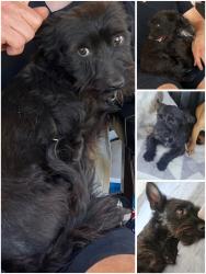 Lost Male Dog last seen Christina Road , Oak Hills, CA 92344