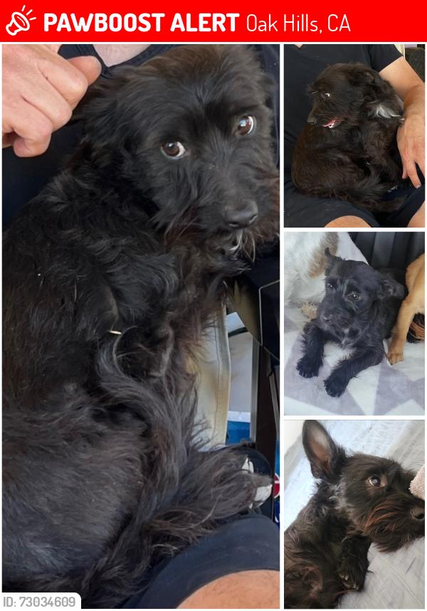 Lost Male Dog last seen Christina Road , Oak Hills, CA 92344