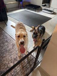 Found/Stray Male Dog last seen summerlake groves st winter garden florida, Horizon West, FL 34787