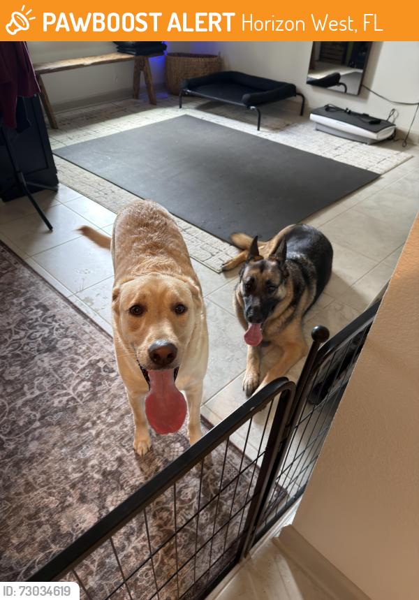 Found/Stray Male Dog last seen summerlake groves st winter garden florida, Horizon West, FL 34787