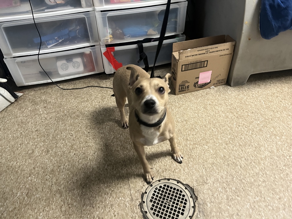 Shelter Stray Male Dog last seen van cortlandt park, BRONX, NY, 10471, 326 E 110th St, New York, NY 10029, USA
