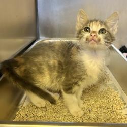 Shelter Stray Female Cat last seen Near Rickenbacker Circle, LIVERMORE, CA, 94550, 8323 Baldwin St, Oakland, CA 94621, USA
