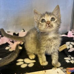 Shelter Stray Female Cat last seen Near Rickenbacker Circle, LIVERMORE, CA, 94550, 8323 Baldwin St, Oakland, CA 94621, USA