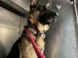 Shelter Stray Female Dog last seen SW 2nd/Main, OR, 1700 W Historic Columbia River Hwy, Troutdale, OR 97060, USA