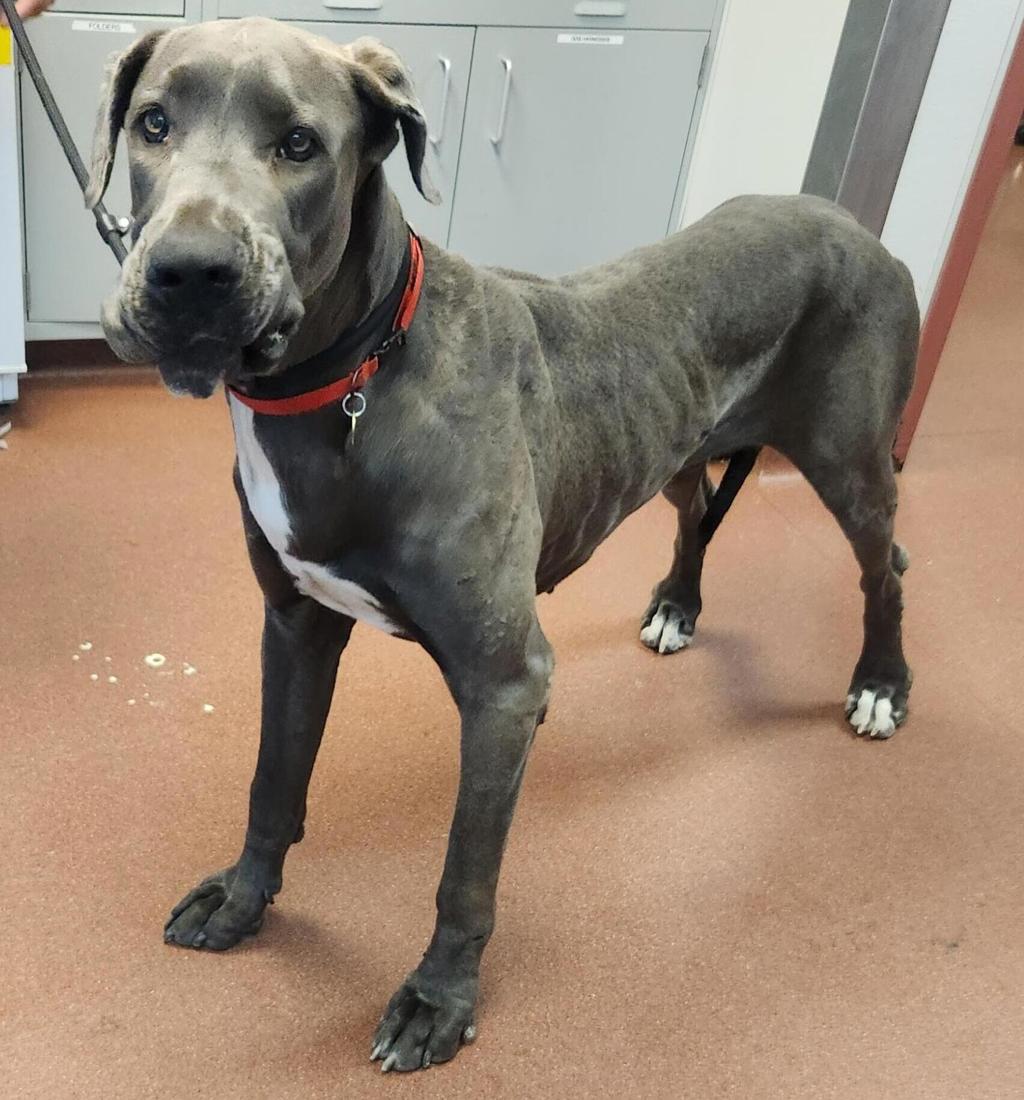 Shelter Stray Female Dog last seen Near Garcia Avenue, SAN LEANDRO, CA, 94577, 8323 Baldwin St, Oakland, CA 94621, USA