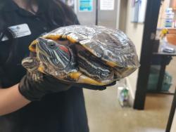 Shelter Stray Female Reptile last seen Near Activity Way, Oceanside, CA, 92056, Oceanside, CA 92058, USA